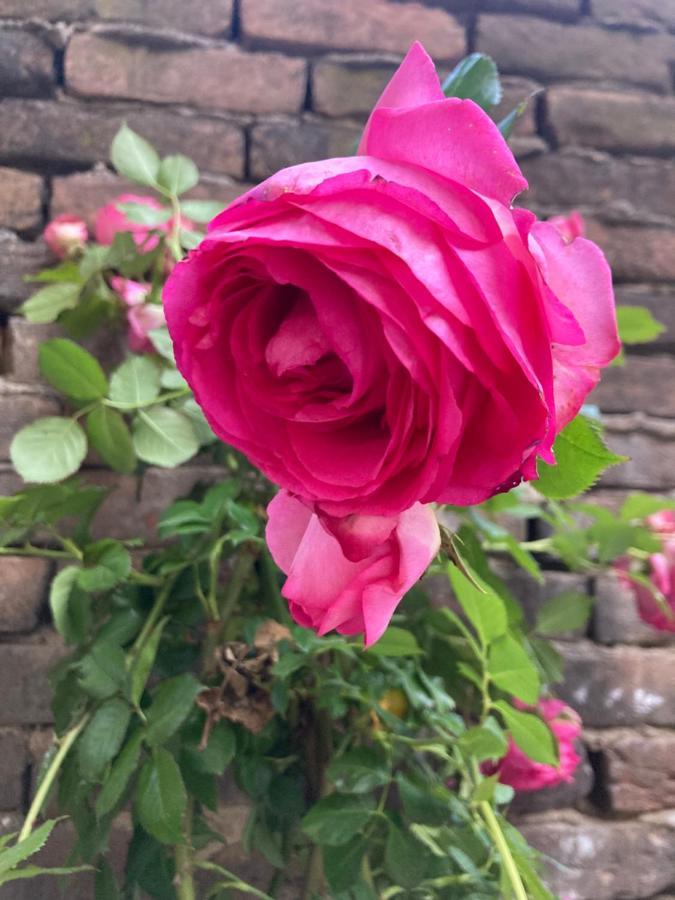 Villa Delle Rose Bra Eksteriør bilde